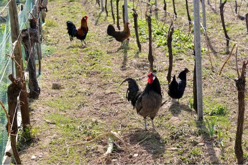 Gite L'Oeuf Ou La Poule, Parking Prive, Sur Domaine Viticole Ribeauvillé Εξωτερικό φωτογραφία